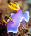 judged by Tal Mor who says...
Great shot, well done and thanks for entering the competition. weekly hotshot click to zoom